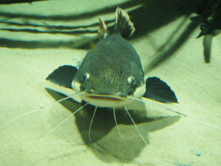 Jedna sumowata ryba w akwarium