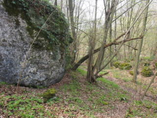 Duża skała obrośnięta bluszczem w lesie