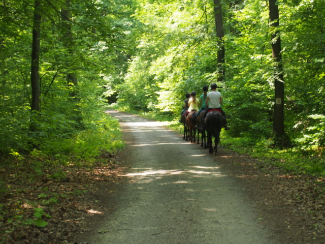 Przejażdżka konna po lesie Zabierzowskim