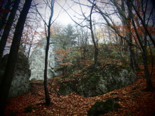 Januszkowa Góra, skały porośniete lasem