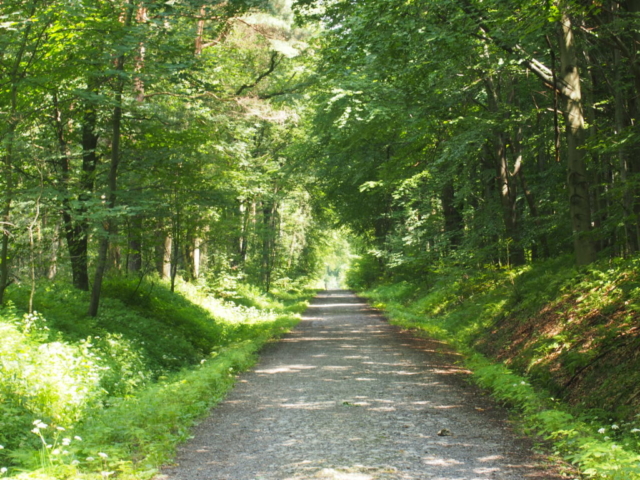 Las Bronaczowa, główna droga