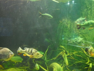 Akwarium z średniej wielkości rybami