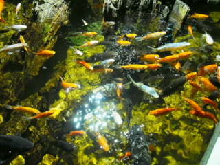 Karmienie rybek w akwarium