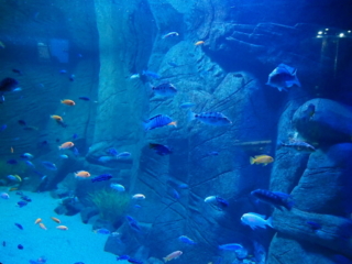 Dużo małych rybek w akwarium podświetlonym na niebiesko