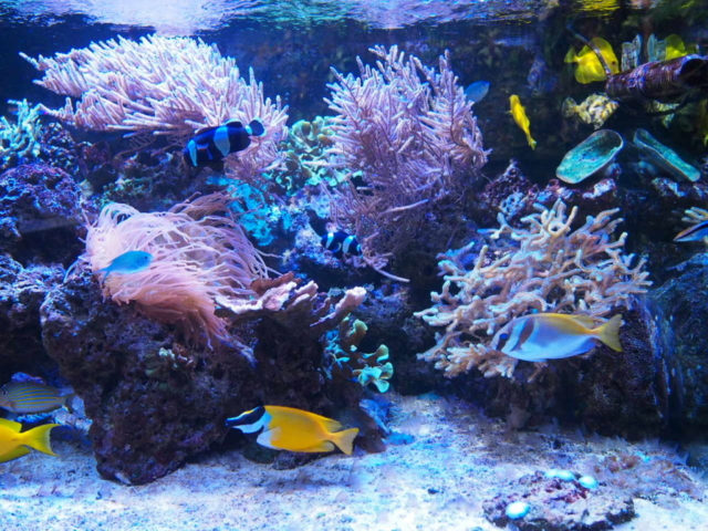 Ryby na rafie koralowej