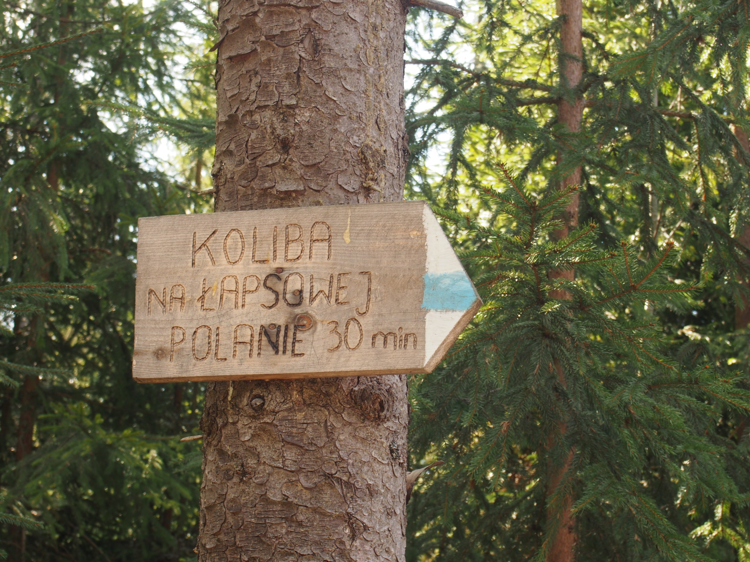 Tabliczna z niebieskim szlakiem turystycznym - Koliba na Łapsowej Polanie 30 min