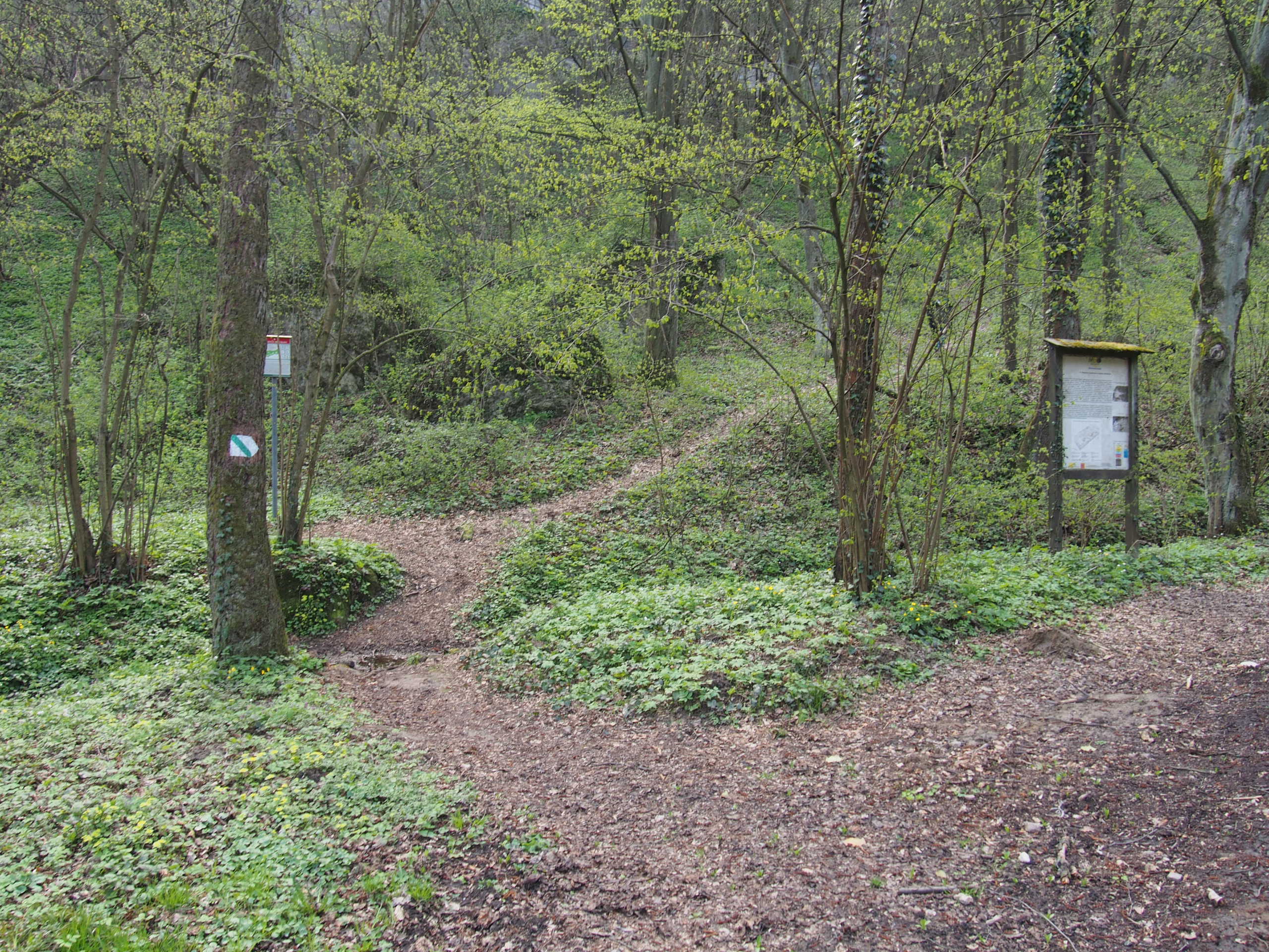 Las, tablica informacyjna, szlak z wejściem do rezerwatu