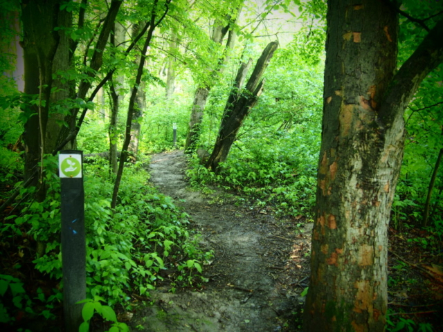 Ścieżka w lesie oznaczona zielonym szlakiem