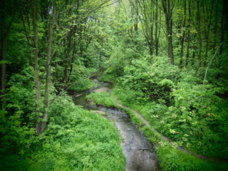 Rzeka Bibiczanka płynąca przez las