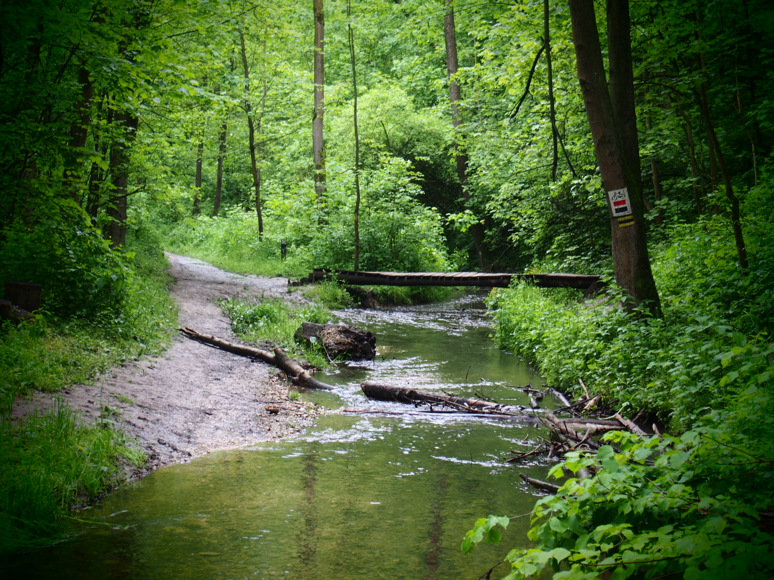 Ścieżka w lesie i drewniany mostek nad rzeką