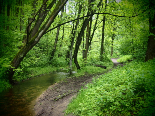 Ścieżka w lesie z płynącą obok rzeką