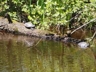 Żółwie błotne przy stawie
