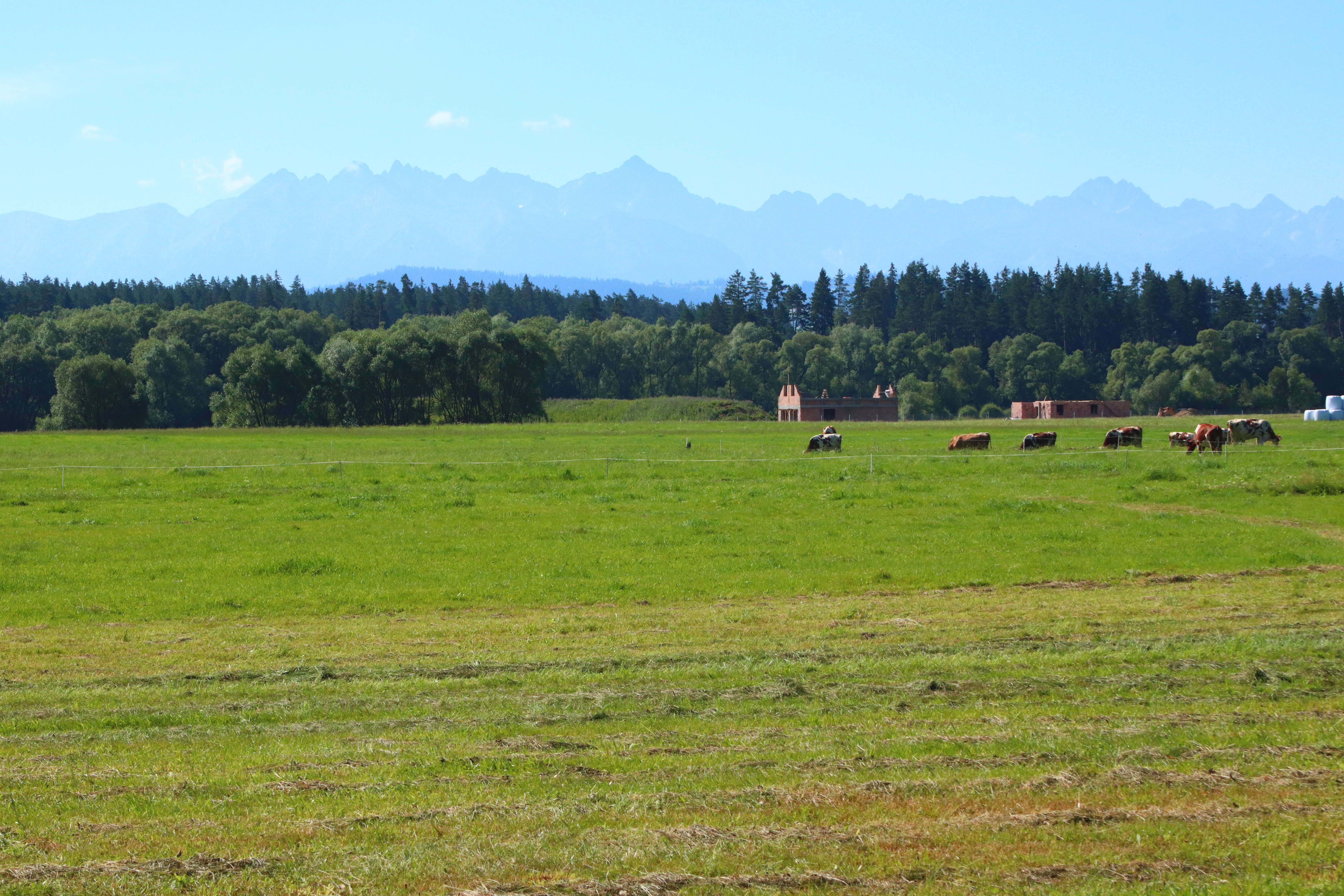 Panoram Tatr, na pierwszym planie łąką z krowami