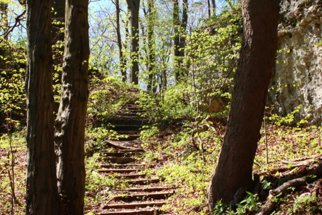Drewniane schody w lesie wśród wapiennych skał