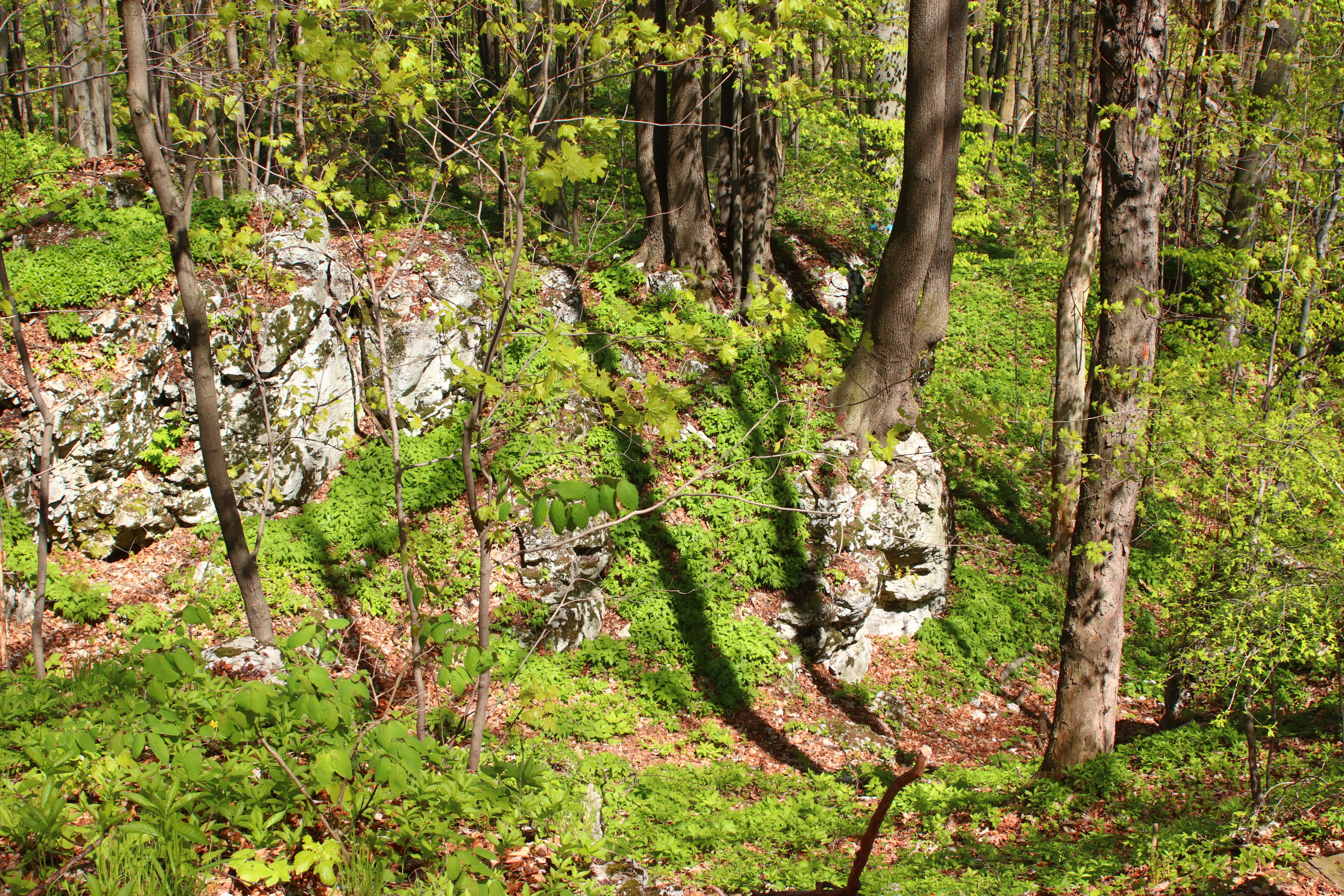 Wapienne skałki porośnięte lasem