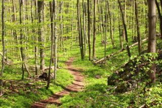 Ścieżka prowadząca przez bukowy las